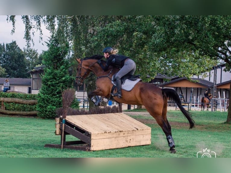 Deutsches Sportpferd Stute 14 Jahre 174 cm Brauner in Hamm