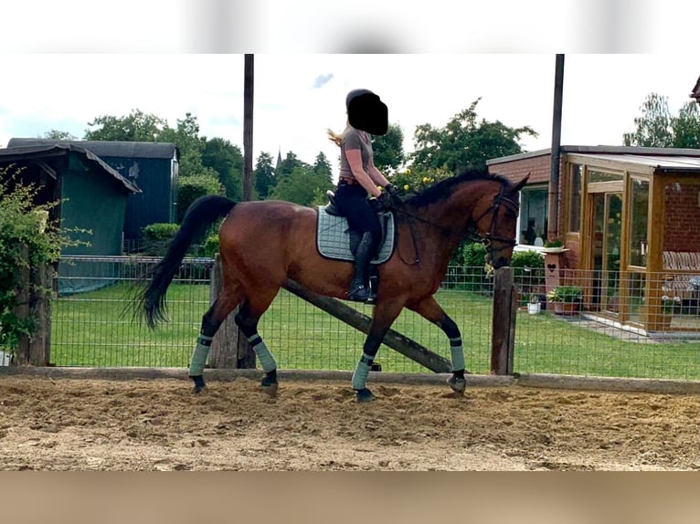 Deutsches Sportpferd Stute 14 Jahre 174 cm Brauner in Hamm