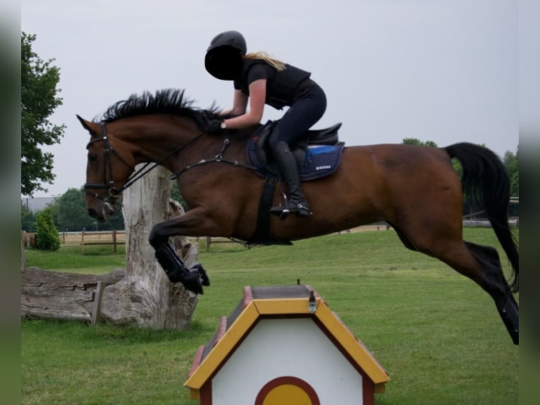 Deutsches Sportpferd Stute 14 Jahre 174 cm Brauner in Hamm