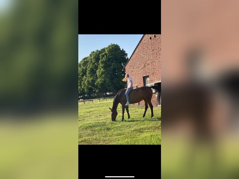 Deutsches Sportpferd Stute 14 Jahre 174 cm Brauner in Hamm