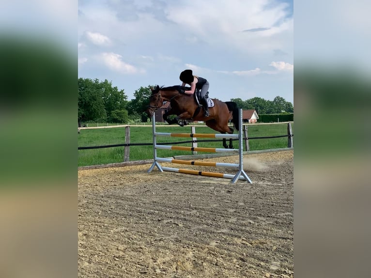 Deutsches Sportpferd Stute 14 Jahre 174 cm Brauner in Hamm