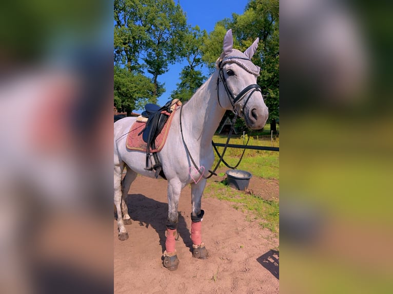 Deutsches Sportpferd Stute 14 Jahre 174 cm Schimmel in Voltlage