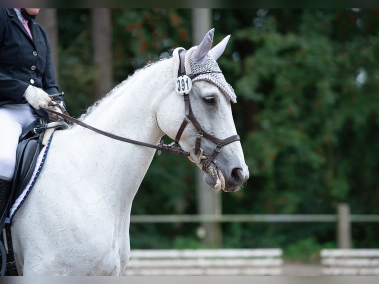 Deutsches Sportpferd Stute 14 Jahre 174 cm Schimmel in Voltlage