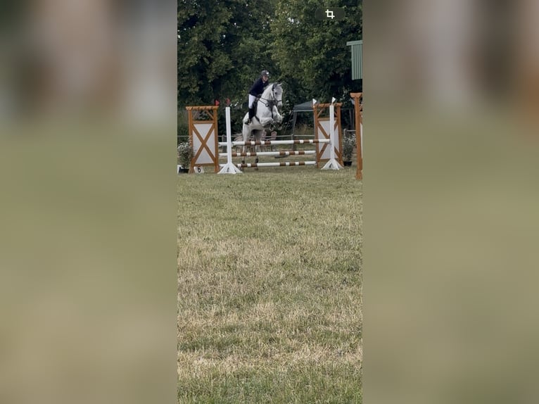 Deutsches Sportpferd Stute 14 Jahre 174 cm Schimmel in Voltlage