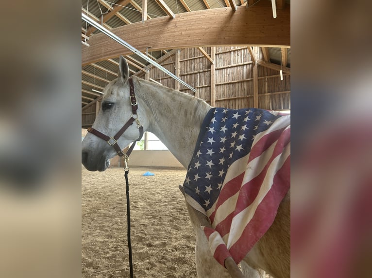 Deutsches Sportpferd Stute 14 Jahre 175 cm Schimmel in Illschwang