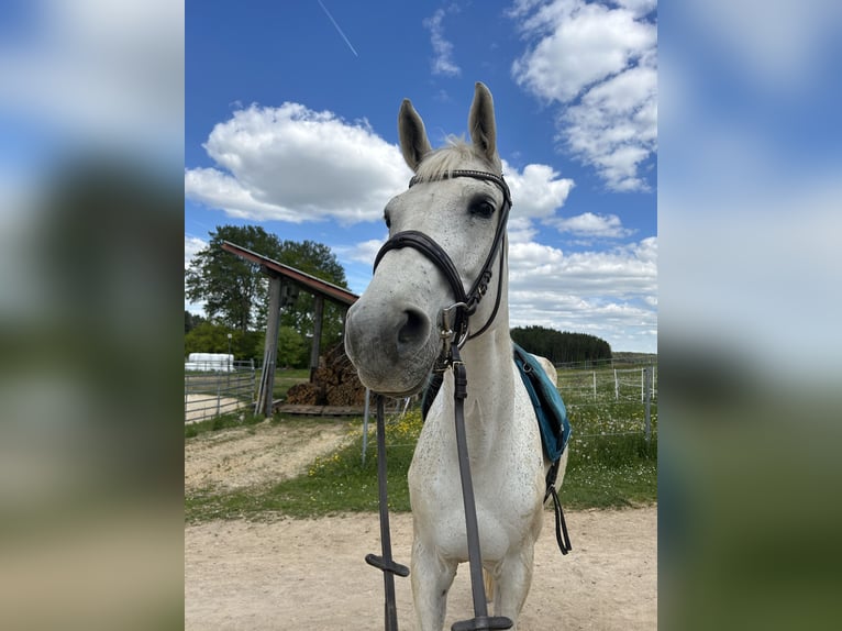 Deutsches Sportpferd Stute 14 Jahre 175 cm Schimmel in Illschwang