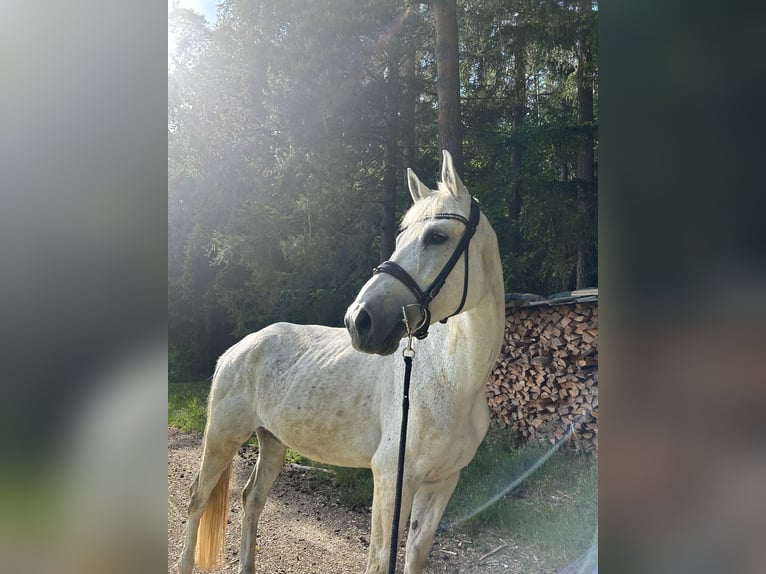 Deutsches Sportpferd Stute 14 Jahre 175 cm Schimmel in Illschwang