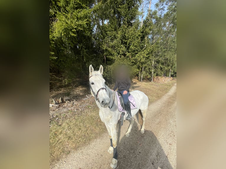 Deutsches Sportpferd Stute 14 Jahre 175 cm Schimmel in Illschwang