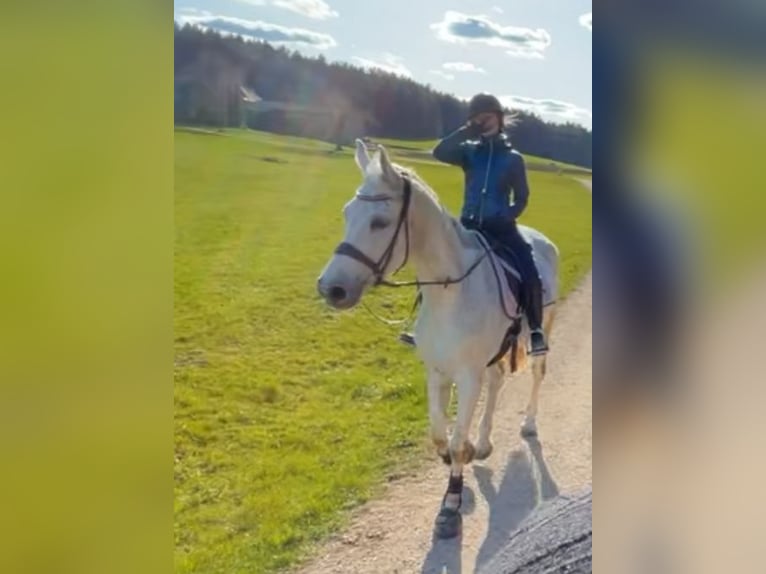 Deutsches Sportpferd Stute 14 Jahre 175 cm Schimmel in Illschwang