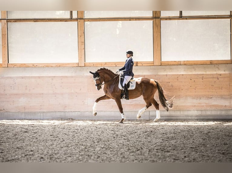 Deutsches Sportpferd Stute 14 Jahre 176 cm Fuchs in Chieming/Hart