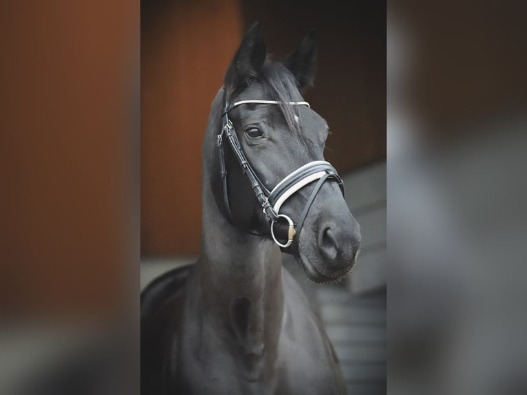 Deutsches Sportpferd Stute 14 Jahre 178 cm Dunkelbrauner in Dessau