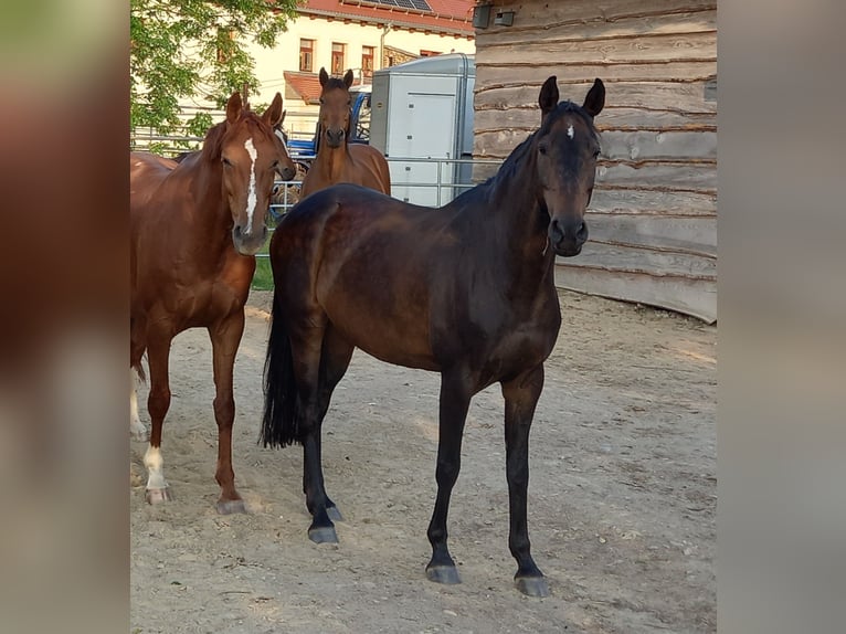 Deutsches Sportpferd Stute 15 Jahre 157 cm Dunkelbrauner in Kubsch&#xFC;tz