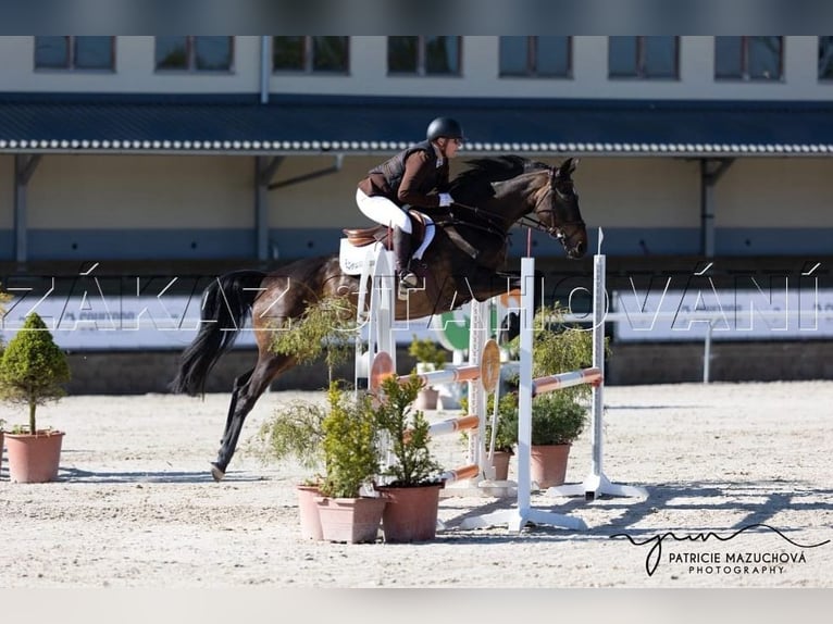 Deutsches Sportpferd Stute 15 Jahre 157 cm Dunkelbrauner in Kubsch&#xFC;tz