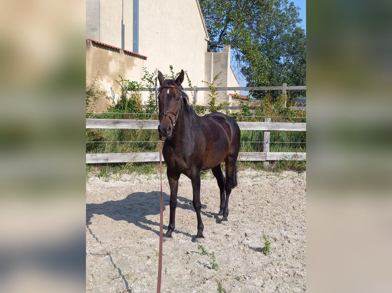 Deutsches Sportpferd Stute 15 Jahre 157 cm Dunkelbrauner in Kubsch&#xFC;tz