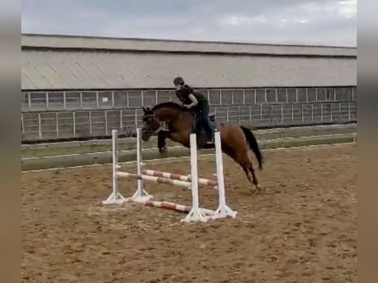 Deutsches Sportpferd Stute 15 Jahre 162 cm Brauner in Zwenkau