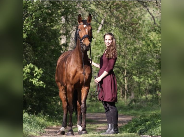 Deutsches Sportpferd Stute 15 Jahre 162 cm Brauner in Zwenkau