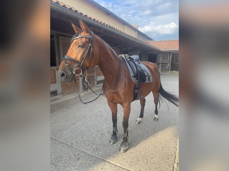 Deutsches Sportpferd Stute 15 Jahre 162 cm Brauner in Zwenkau