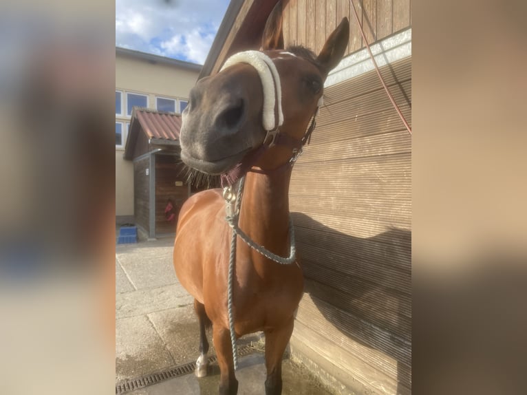 Deutsches Sportpferd Stute 15 Jahre 162 cm Brauner in Zwenkau