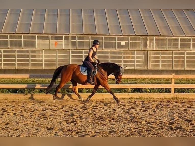 Deutsches Sportpferd Stute 15 Jahre 162 cm Brauner in Zwenkau