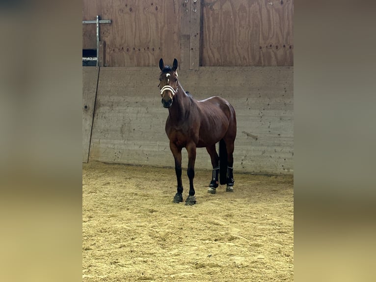 Deutsches Sportpferd Stute 15 Jahre 162 cm Brauner in Zwenkau