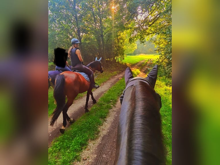 Deutsches Sportpferd Stute 15 Jahre 162 cm Brauner in Zwenkau