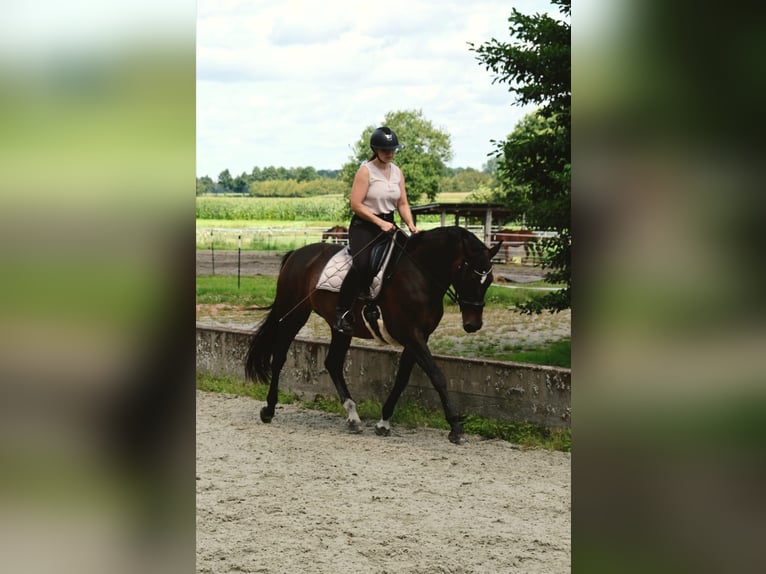 Deutsches Sportpferd Stute 15 Jahre 162 cm Brauner in Bad Orb