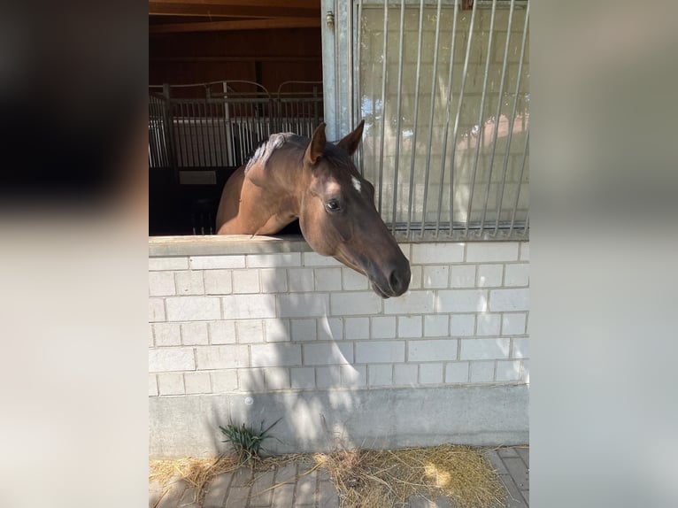 Deutsches Sportpferd Stute 15 Jahre 162 cm Dunkelfuchs in Leipzig