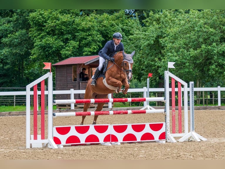 Deutsches Sportpferd Stute 15 Jahre 162 cm in Neubeuern Deutsches Sportpferd Stute 15 Jahre 162 cm in Neubeuern