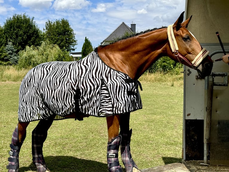 Deutsches Sportpferd Stute 15 Jahre 163 cm Brauner in Borsdorf