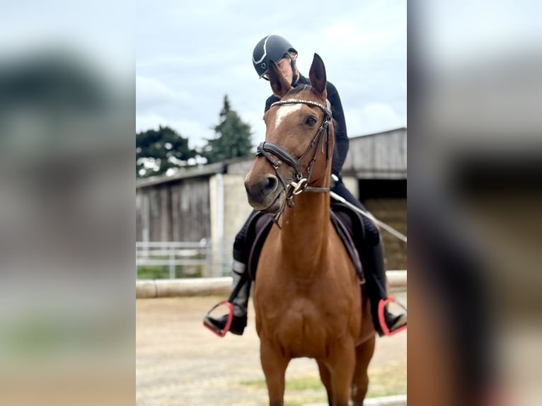 Deutsches Sportpferd Stute 15 Jahre 163 cm Brauner in Leipzig