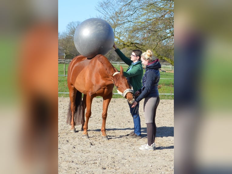 Deutsches Sportpferd Stute 15 Jahre 163 cm Dunkelfuchs in M&#xF6;nchengladbach