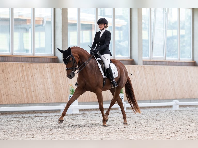 Deutsches Sportpferd Stute 15 Jahre 163 cm Dunkelfuchs in M&#xF6;nchengladbach