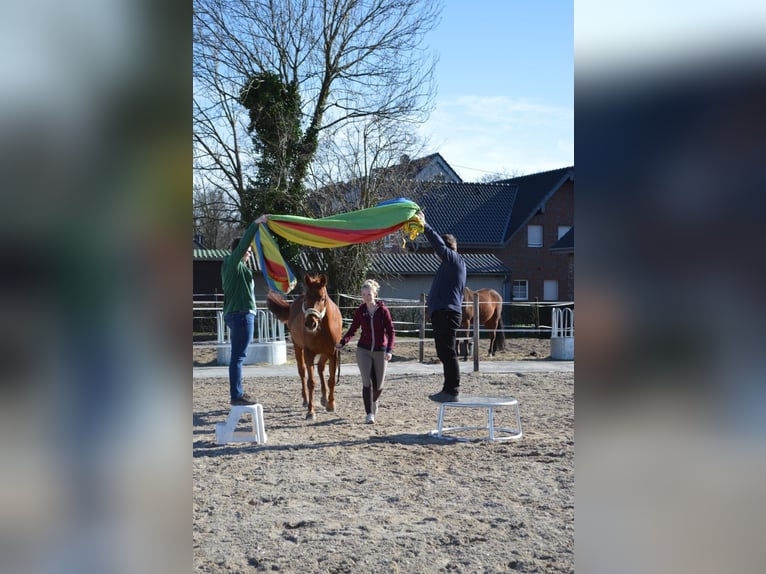 Deutsches Sportpferd Stute 15 Jahre 163 cm Dunkelfuchs in M&#xF6;nchengladbach