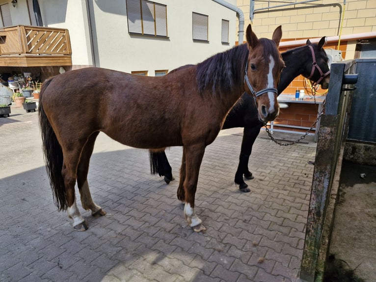 Deutsches Sportpferd Stute 15 Jahre 163 cm Fuchs in Steinbach-Hallenberg