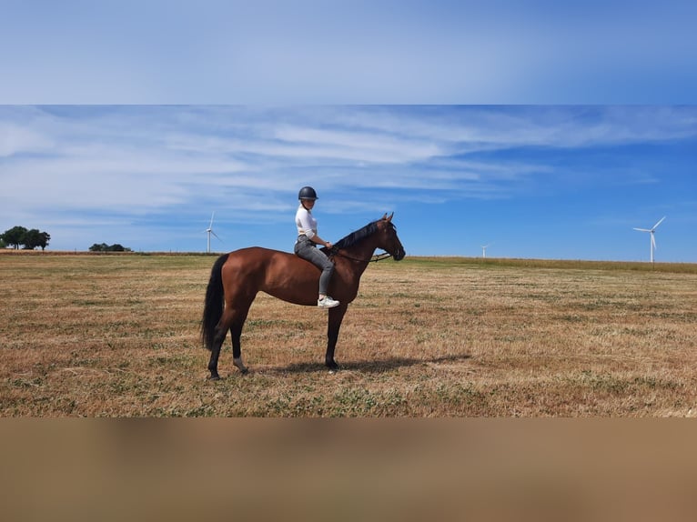 Deutsches Sportpferd Stute 15 Jahre 164 cm Brauner in Droyssig