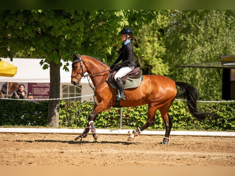 Deutsches Sportpferd Stute 15 Jahre 164 cm Brauner in Droyssig