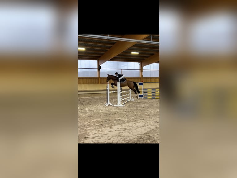Deutsches Sportpferd Stute 15 Jahre 164 cm Brauner in Droyssig
