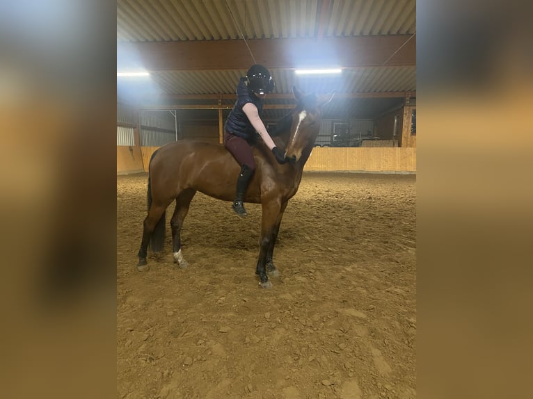 Deutsches Sportpferd Stute 15 Jahre 164 cm Brauner in Droyssig