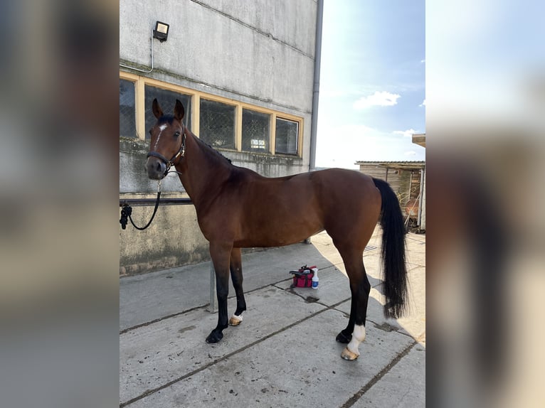 Deutsches Sportpferd Stute 15 Jahre 164 cm Brauner in Droyssig