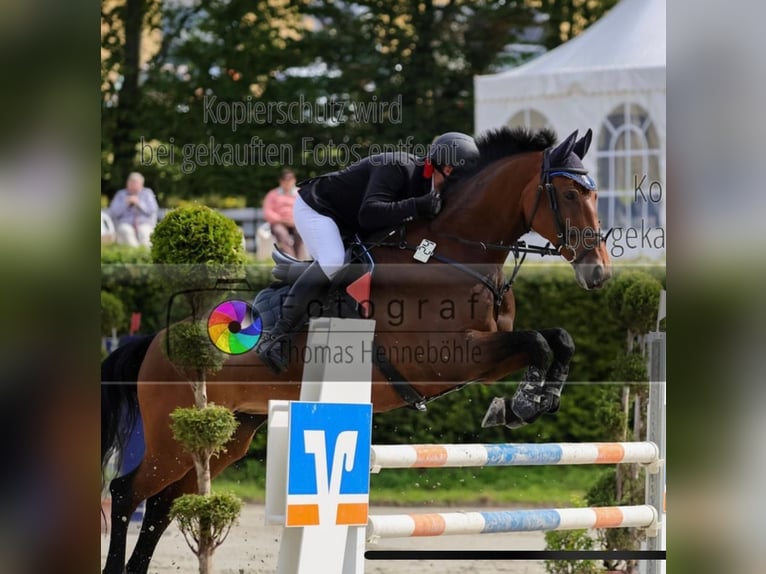 Deutsches Sportpferd Stute 15 Jahre 165 cm Brauner in Minden