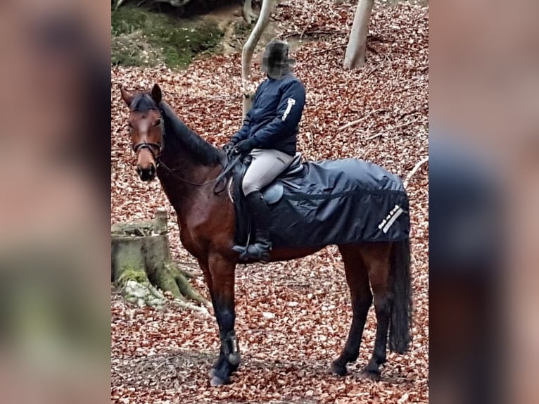 Deutsches Sportpferd Stute 15 Jahre 165 cm Brauner in Minden