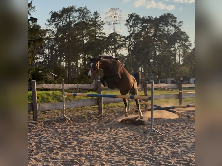 Deutsches Sportpferd Stute 15 Jahre 165 cm  in Schwedt/Oder