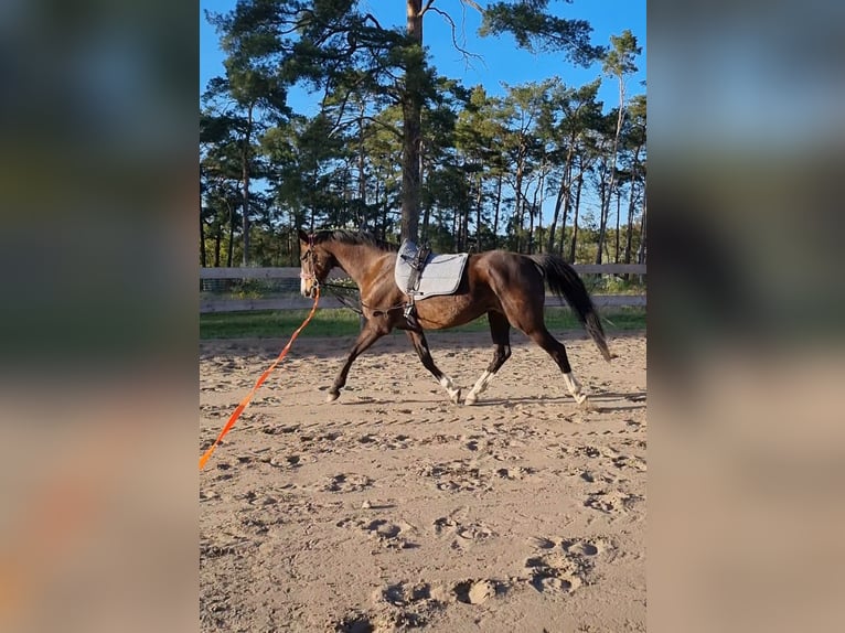 Deutsches Sportpferd Stute 15 Jahre 165 cm  in Schwedt/Oder