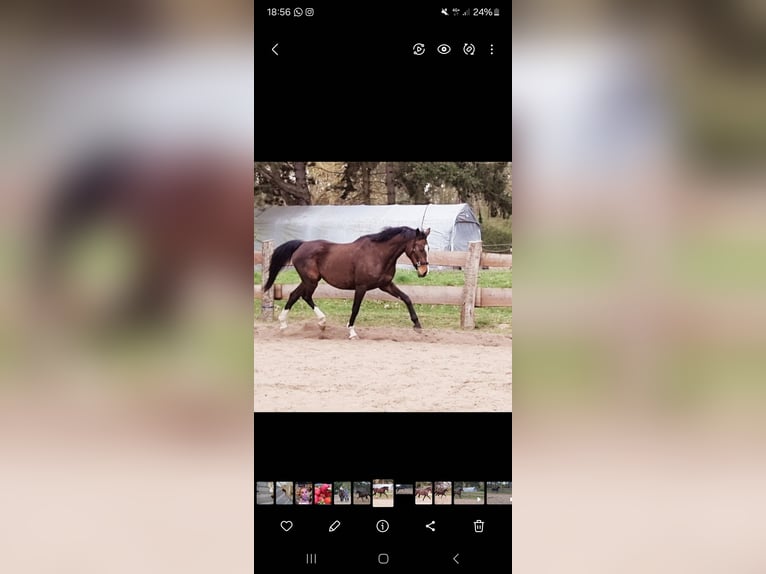 Deutsches Sportpferd Stute 15 Jahre 165 cm  in Schwedt/Oder