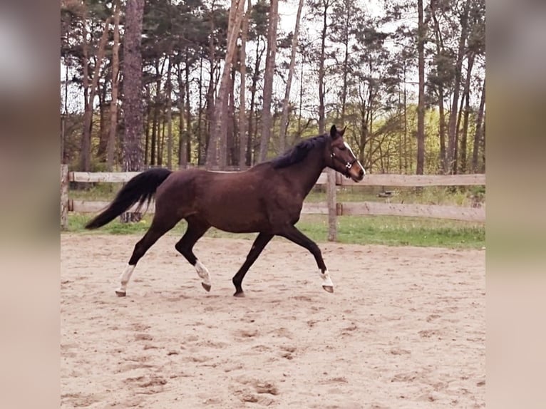Deutsches Sportpferd Stute 15 Jahre 165 cm  in Schwedt/Oder