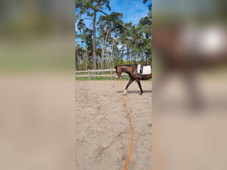 Deutsches Sportpferd Stute 15 Jahre 165 cm  in Schwedt/Oder