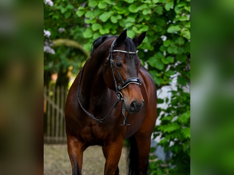 Deutsches Sportpferd Stute 15 Jahre 166 cm Brauner in Bad Orb Deutsches Sportpferd Stute 15 Jahre 166 cm Brauner in Bad Orb