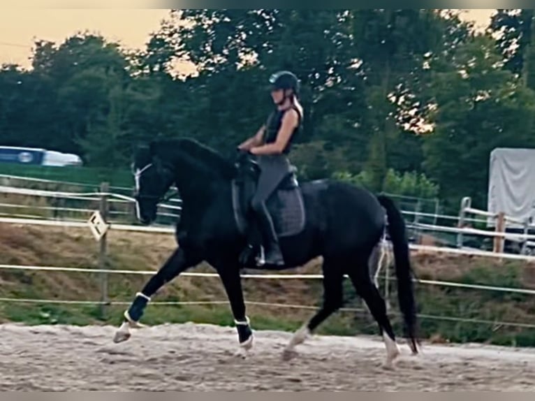 Deutsches Sportpferd Stute 15 Jahre 167 cm Rappe in Mönchengladbach