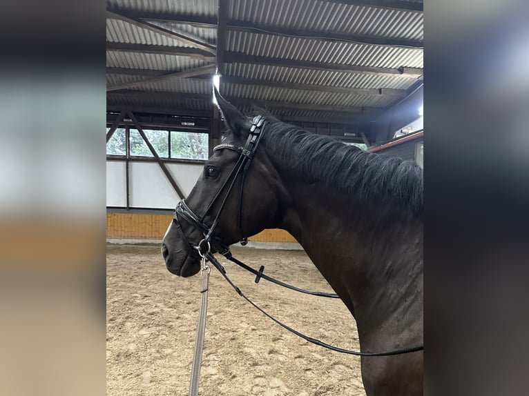 Deutsches Sportpferd Stute 15 Jahre 167 cm Rappe in Mönchengladbach