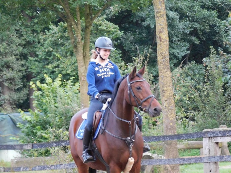 Deutsches Sportpferd Stute 15 Jahre 168 cm Brauner in Voltlage